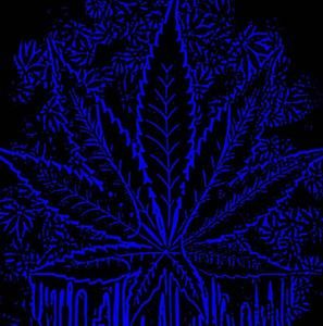 Meet your Posher, Rene